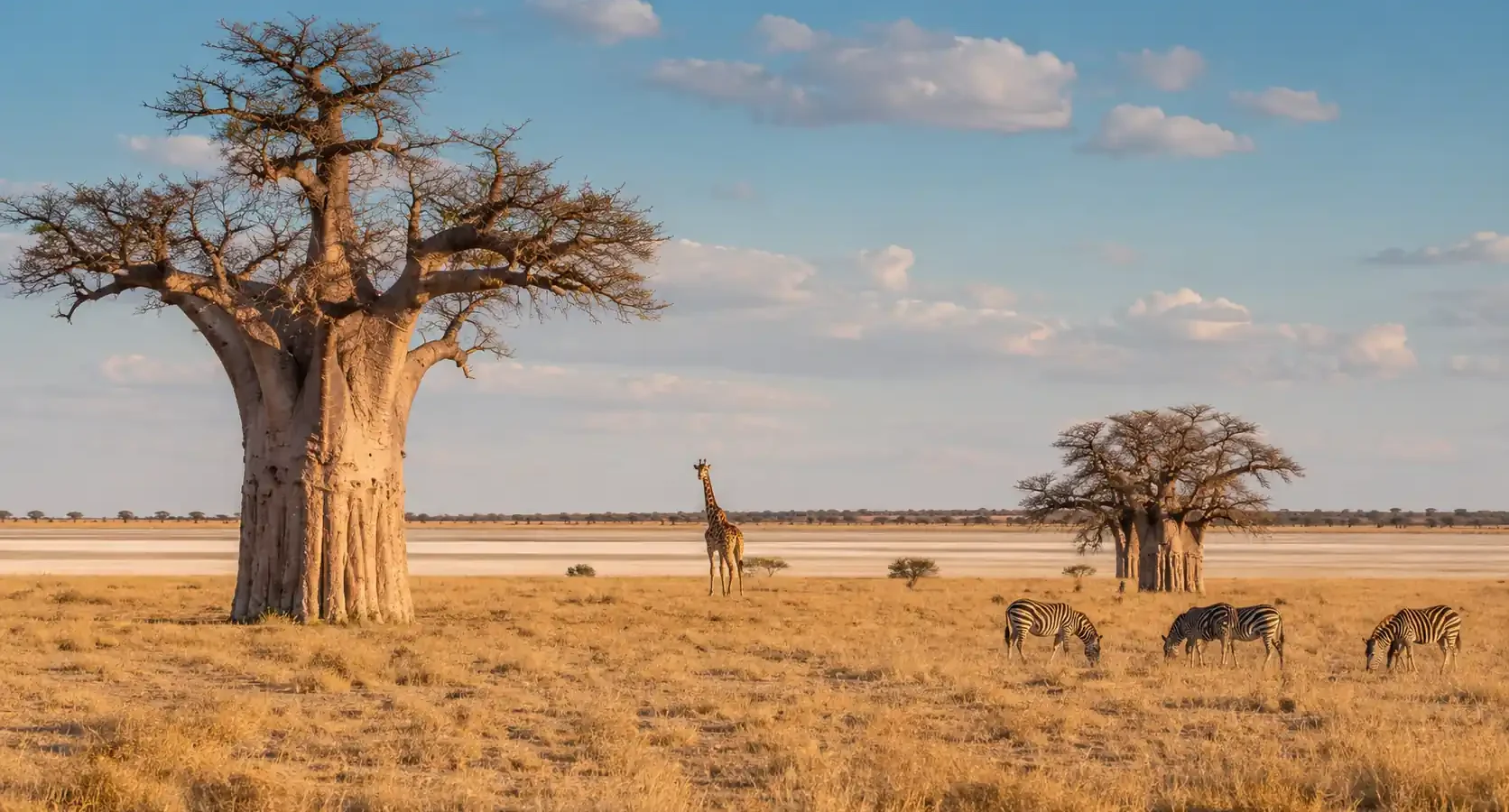 Safari en Nxai Pan: baobabs centenarios y elefantes en las salinas de Botswana