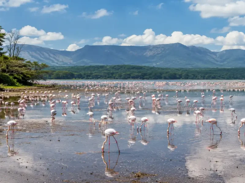 Vacunas para viajar a Kenia: cuáles necesitas