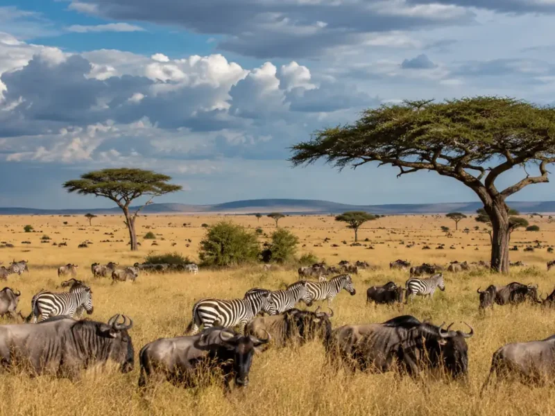 Safari en Kenia de 8 días: Masái Mara, Nakuru y Amboseli