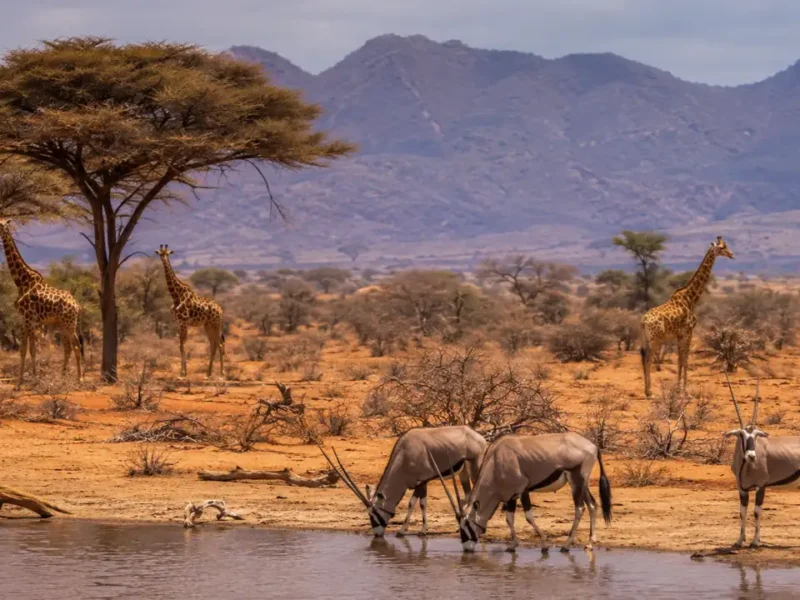 Cuánto cuesta un safari en Kenia: precios y factores