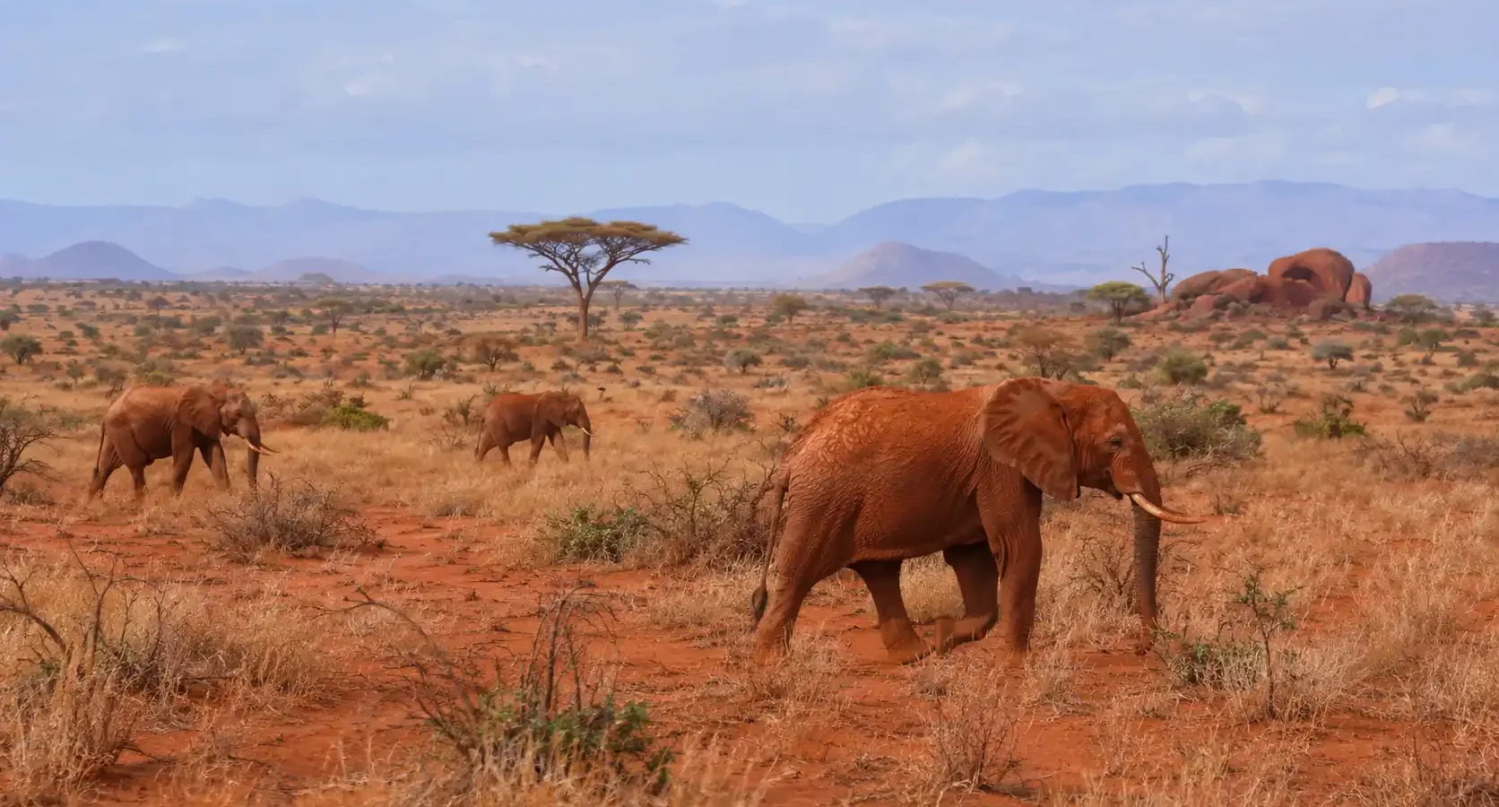 Safari en el Parque Nacional Tsavo East: los elefantes rojos de Kenia