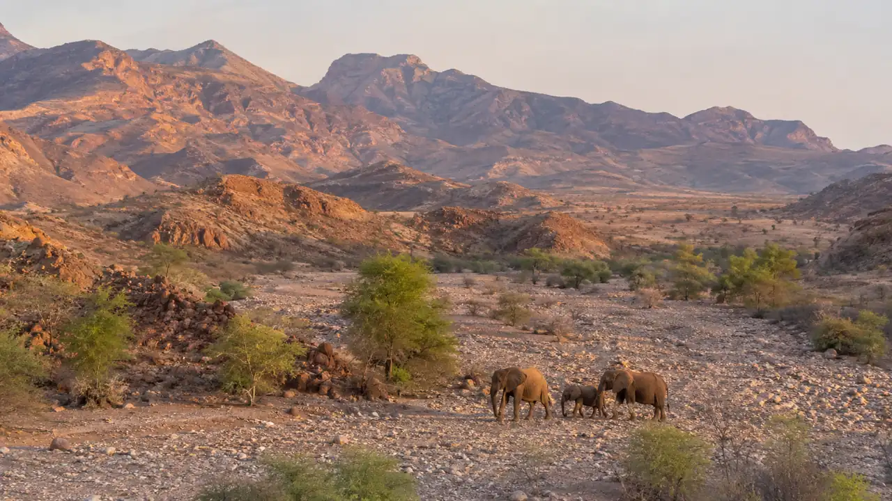 Safari en Damaraland y la Costa Esqueleto: elefantes del desierto en Namibia