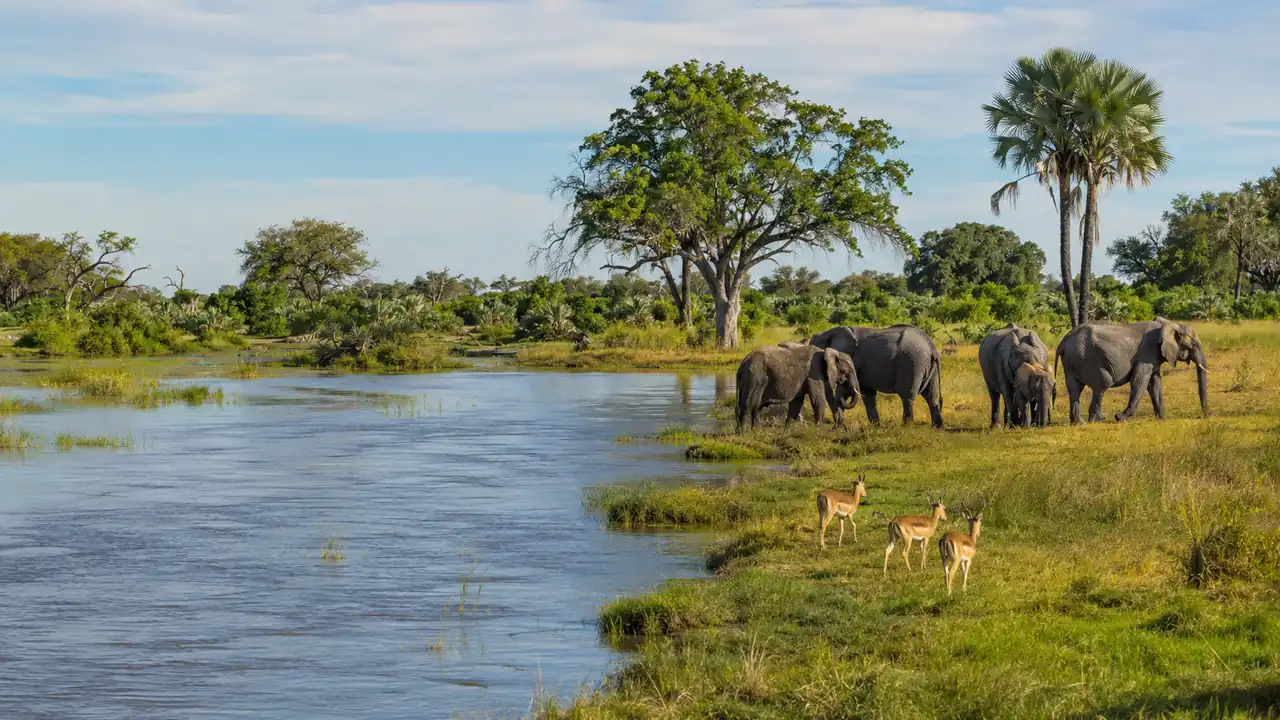 Safari en la Franja del Caprivi: el rincón de Namibia donde viven los elefantes y los hipopótamos