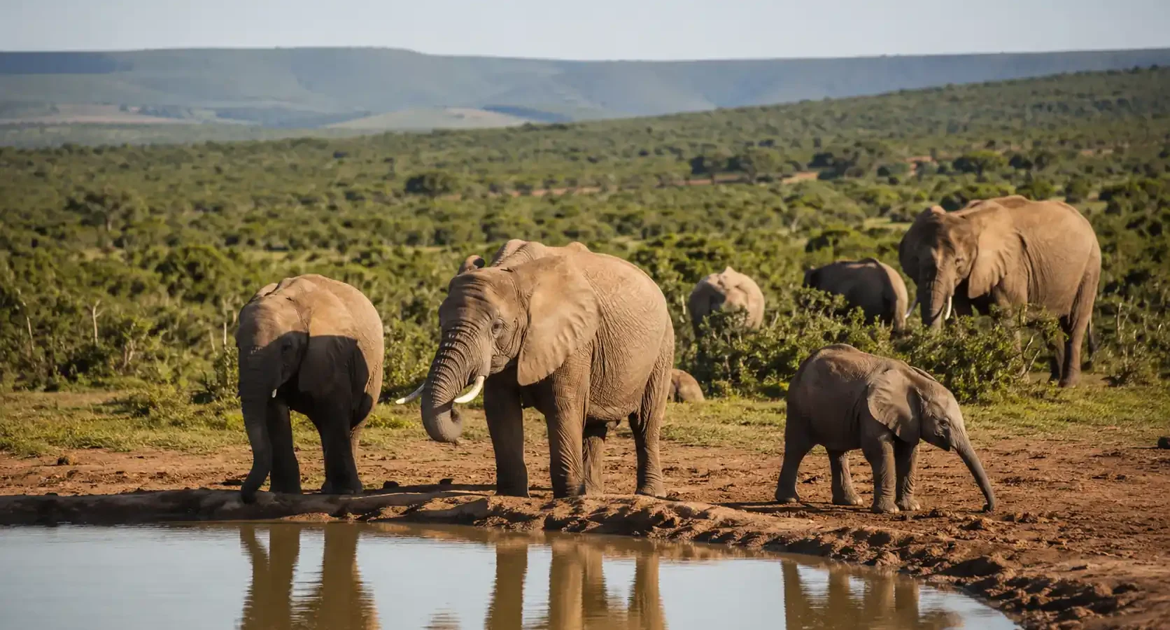 Safari en el Parque Addo Elephant: los "Big Seven" de Sudáfrica