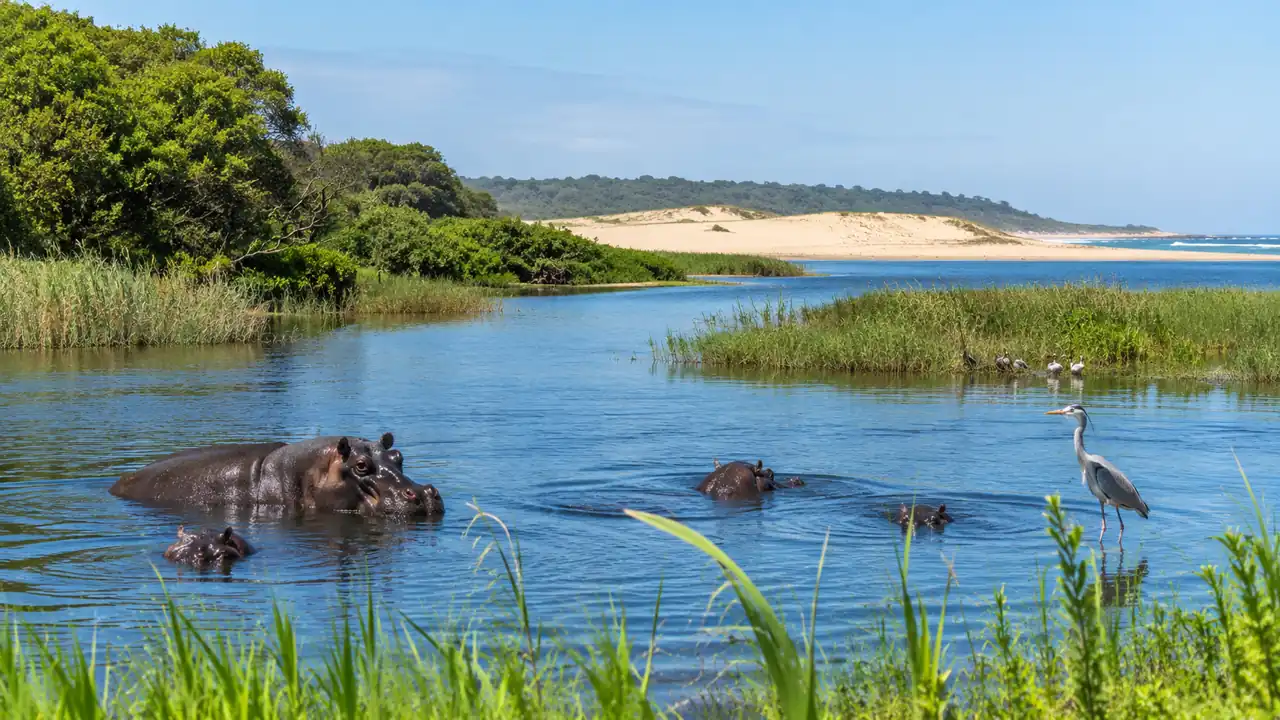 Safari en iSimangaliso: el Patrimonio UNESCO donde los hipopótamos y las mantas coexisten