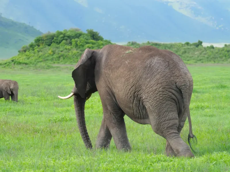 Seguro obligatorio para viajar a Tanzania (2026)