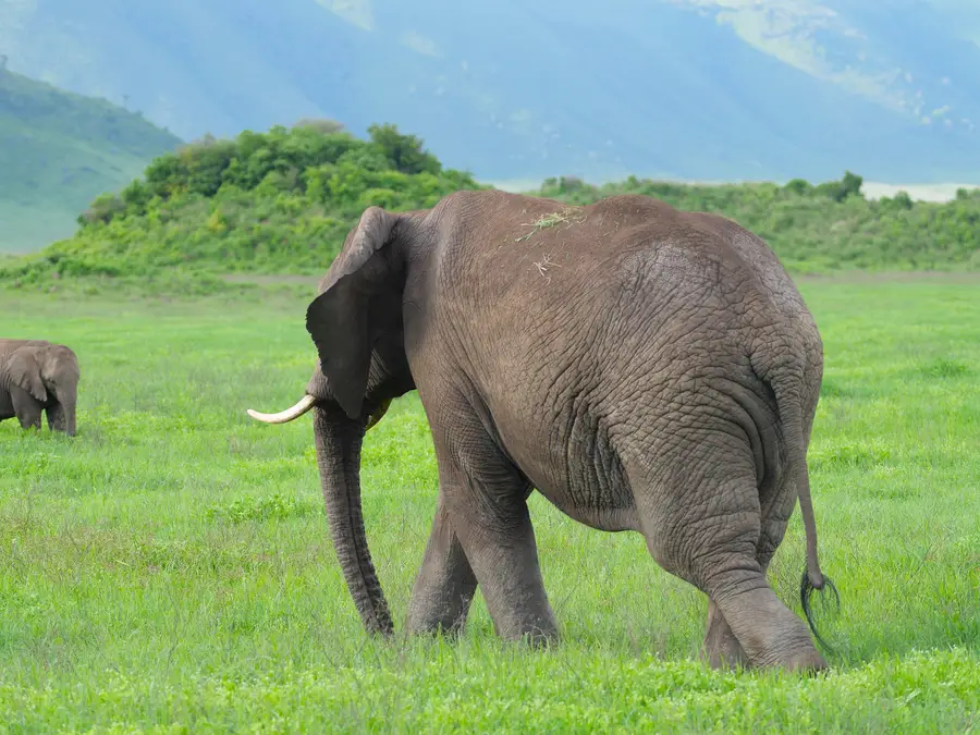 Safari en Tanzania