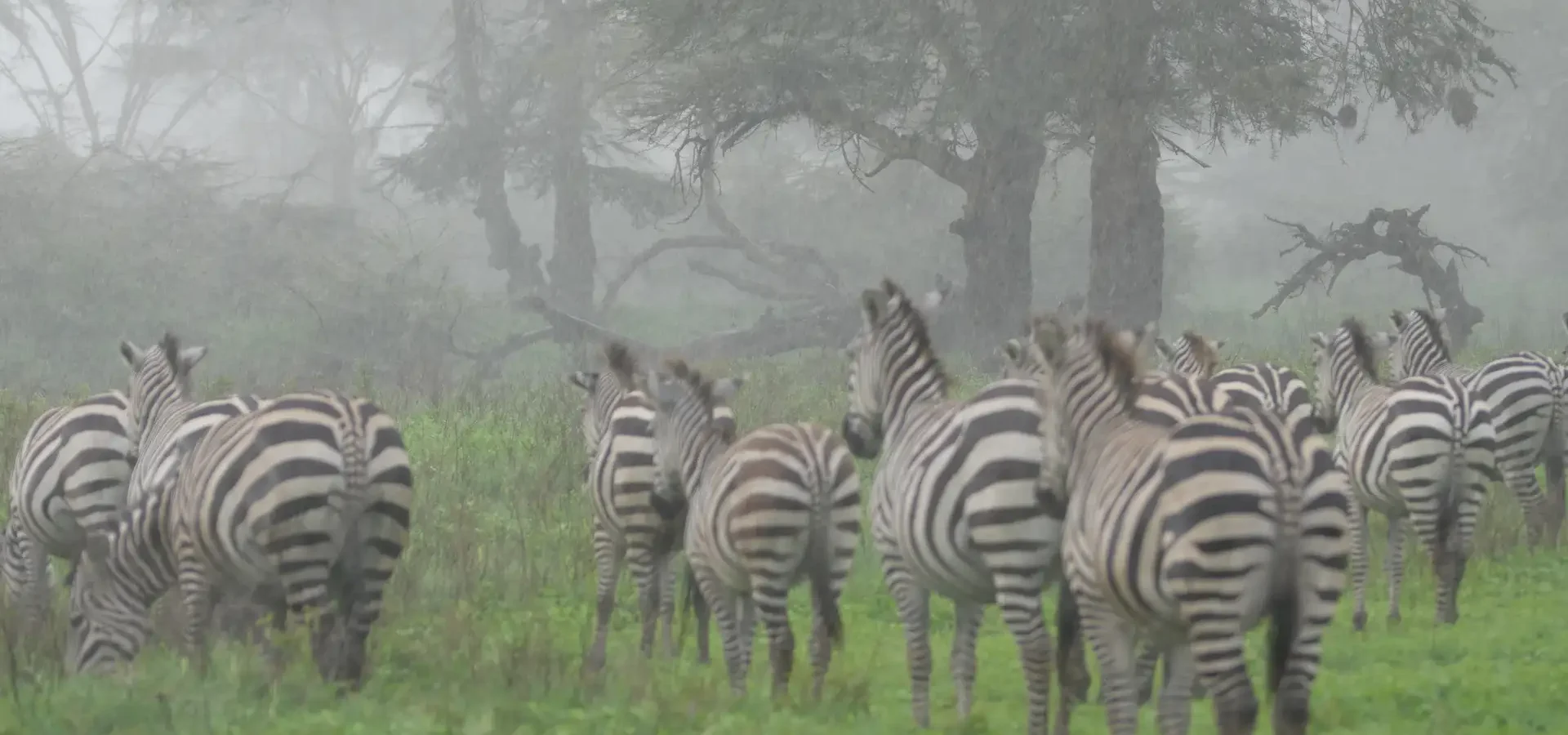 Clima en Tanzania mes a mes: cuándo ir de safari