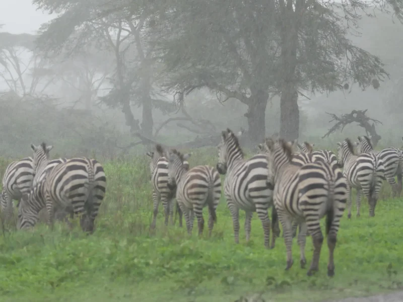 Clima en Tanzania mes a mes: cuándo ir de safari