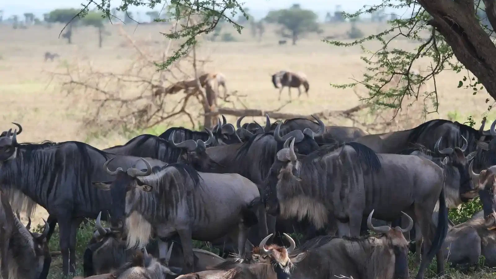 La Gran Migración en Tanzania: dónde verla mes a mes