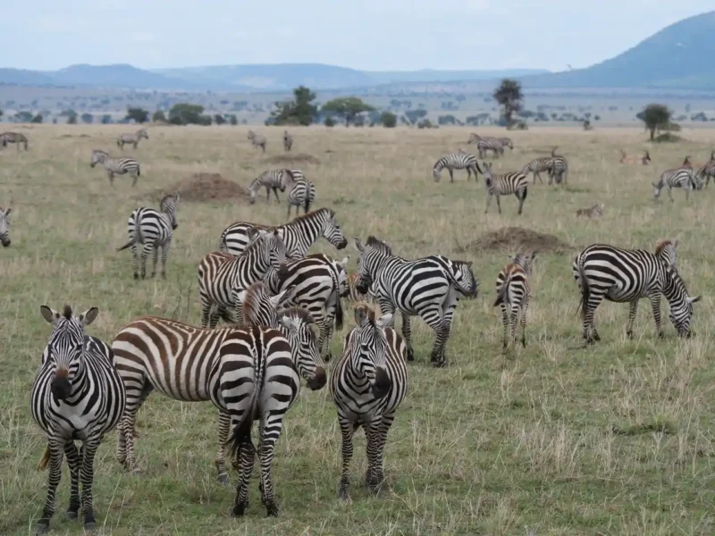 Tanzania o Kenia: qué safari elegir según lo que buscas