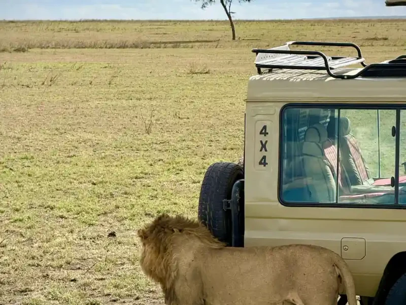 Seguro de viaje para un safari en África: qué exige cada país