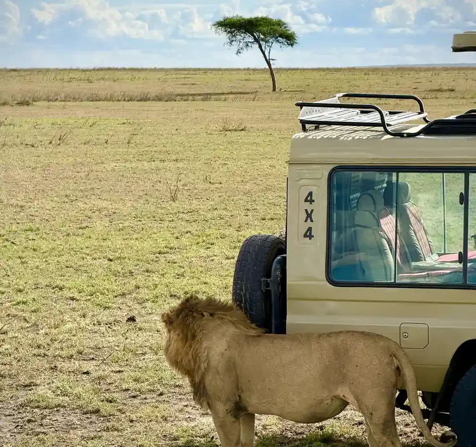 Seguro de viaje para un safari en África: qué exige cada país