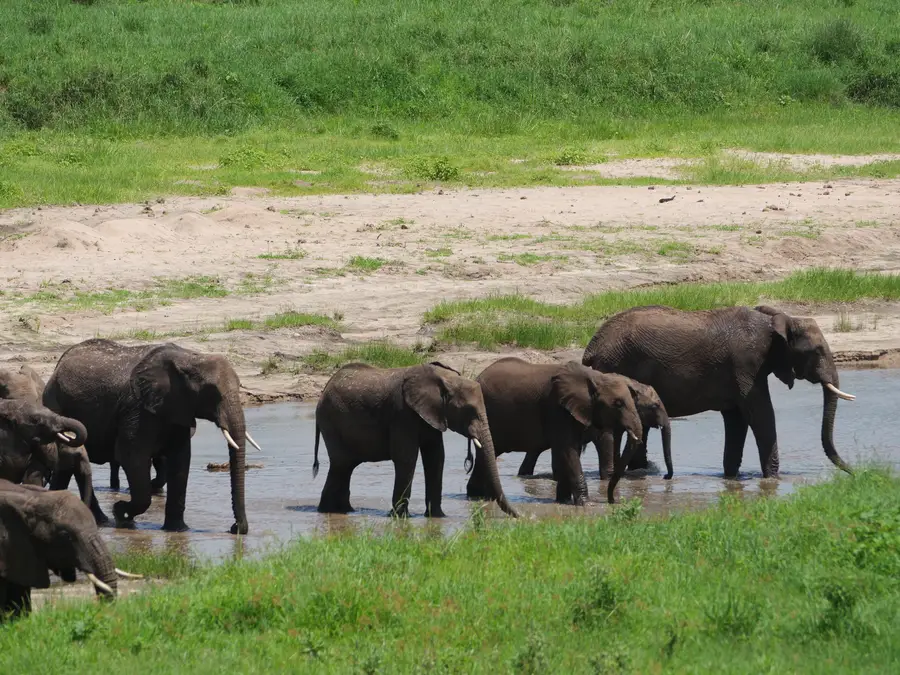 Safari en familia y con niños por África
