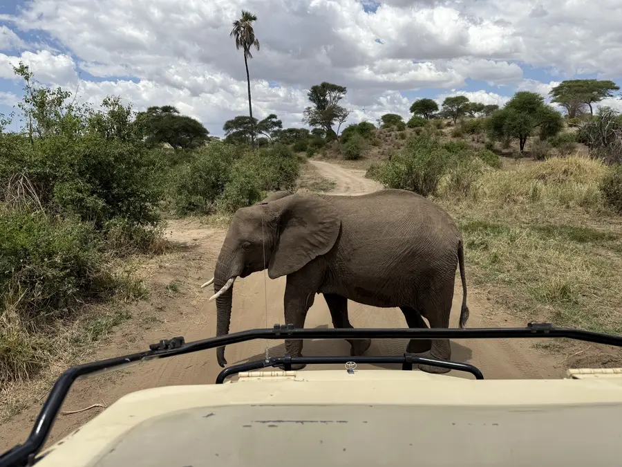 Elefante cruzando una pista en el Parque Nacional Mikumi, visto desde el 4x4 de safari