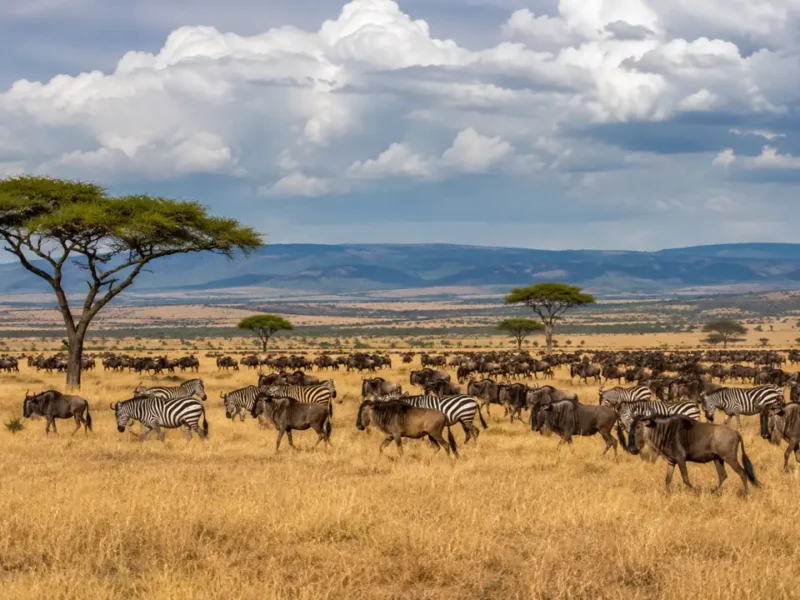 Safari en Tanzania de 10 días: el norte en profundidad