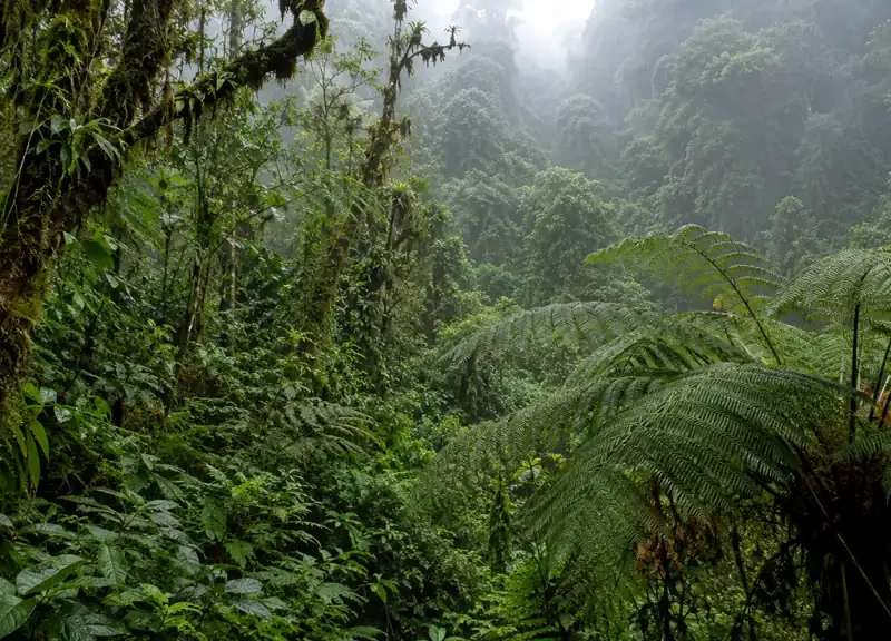 Safari de gorilas en Uganda, 7 días: Bwindi, Kibale y Queen Elizabeth