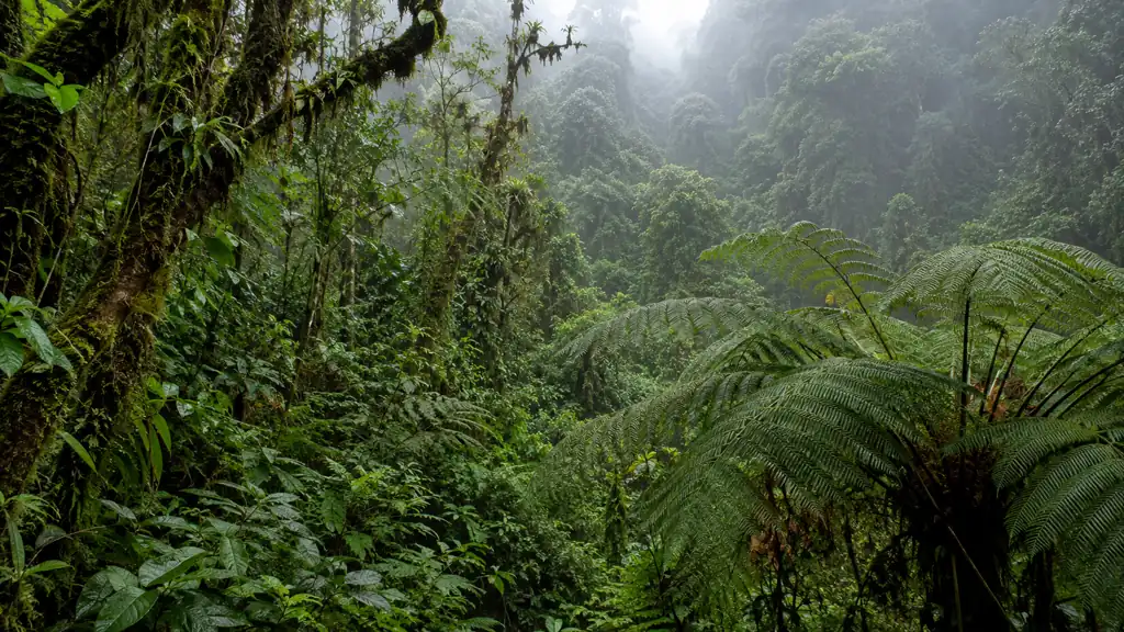 Safari de gorilas en Bwindi