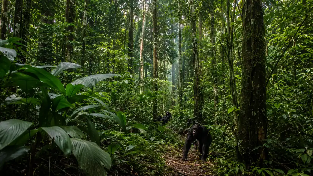 Seguimiento de chimpancés en Kibale