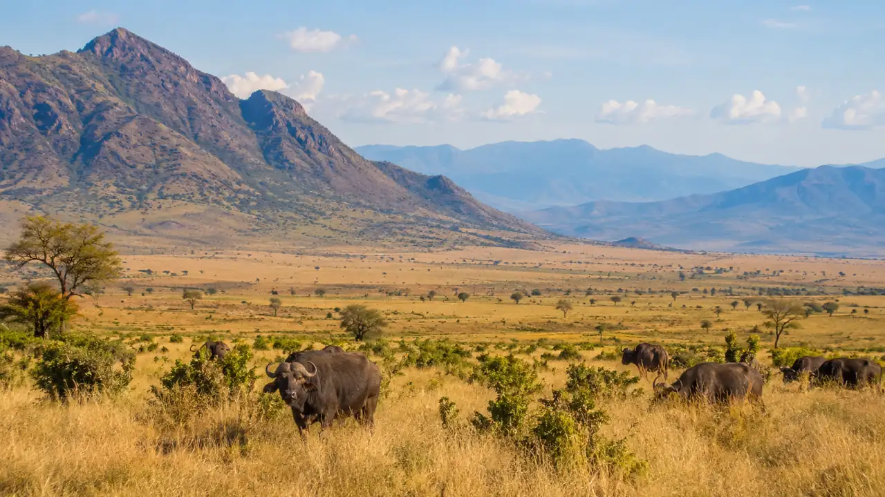 Safari en el Valle de Kidepo: el parque más remoto y auténtico de Uganda